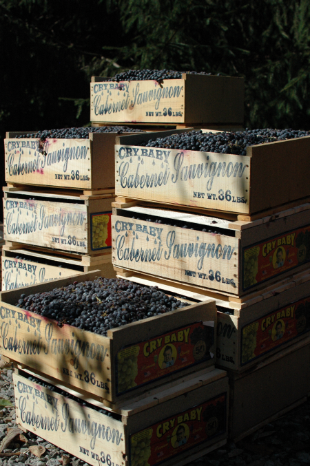 The 2010 Crush, cases of grapes stacked